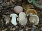Nyári vargánya (Boletus reticulatus), Budai-hegység